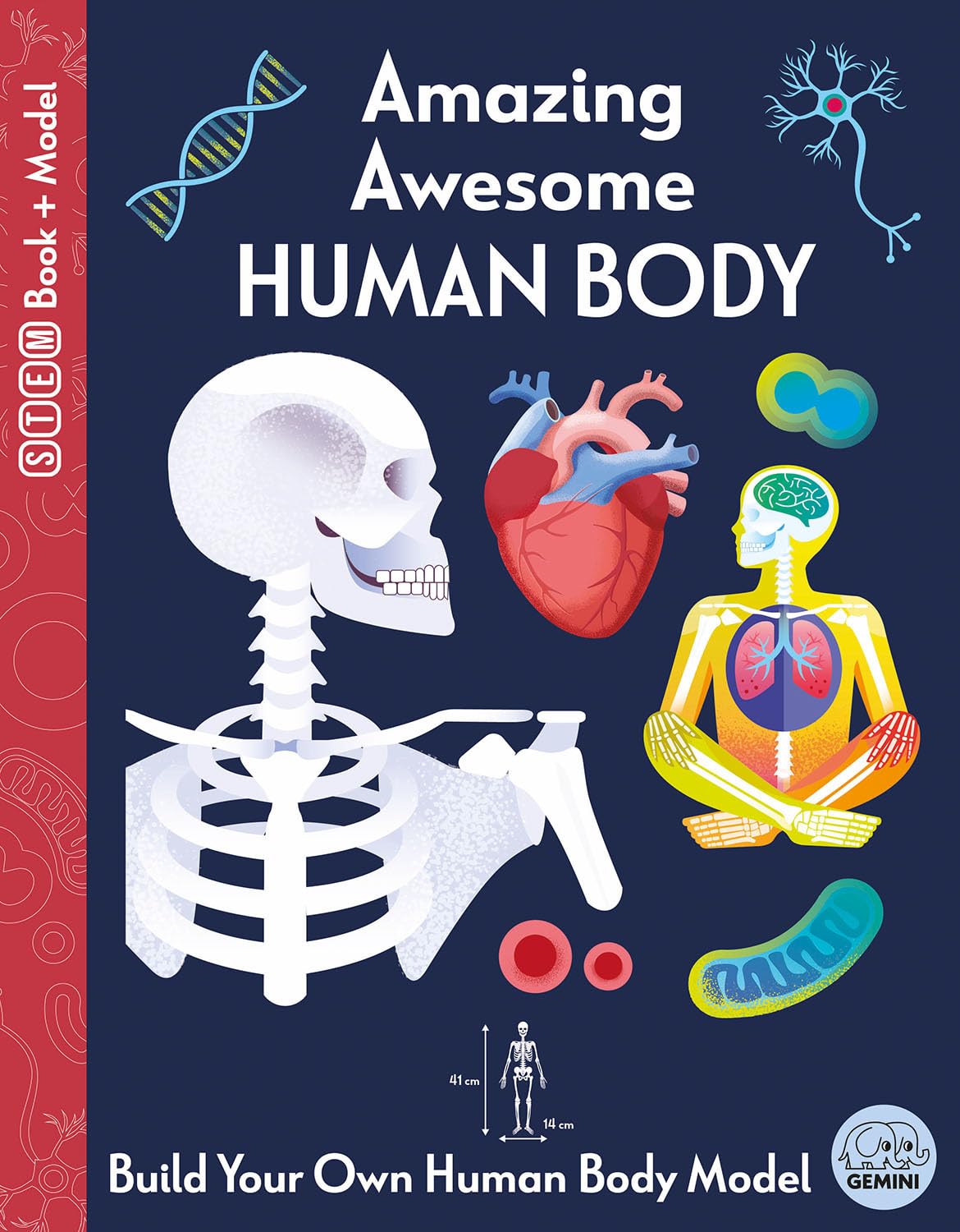 Amazing Awesome Human Body (Ignite STEM Book + Model Kit) Board Book By Susan Mayes