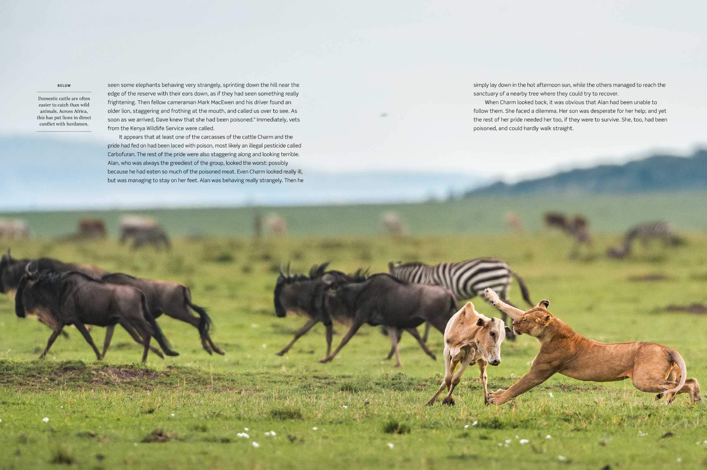 Dynasties The Rise and Fall of Animal Families Stephen Moss David Attenborough