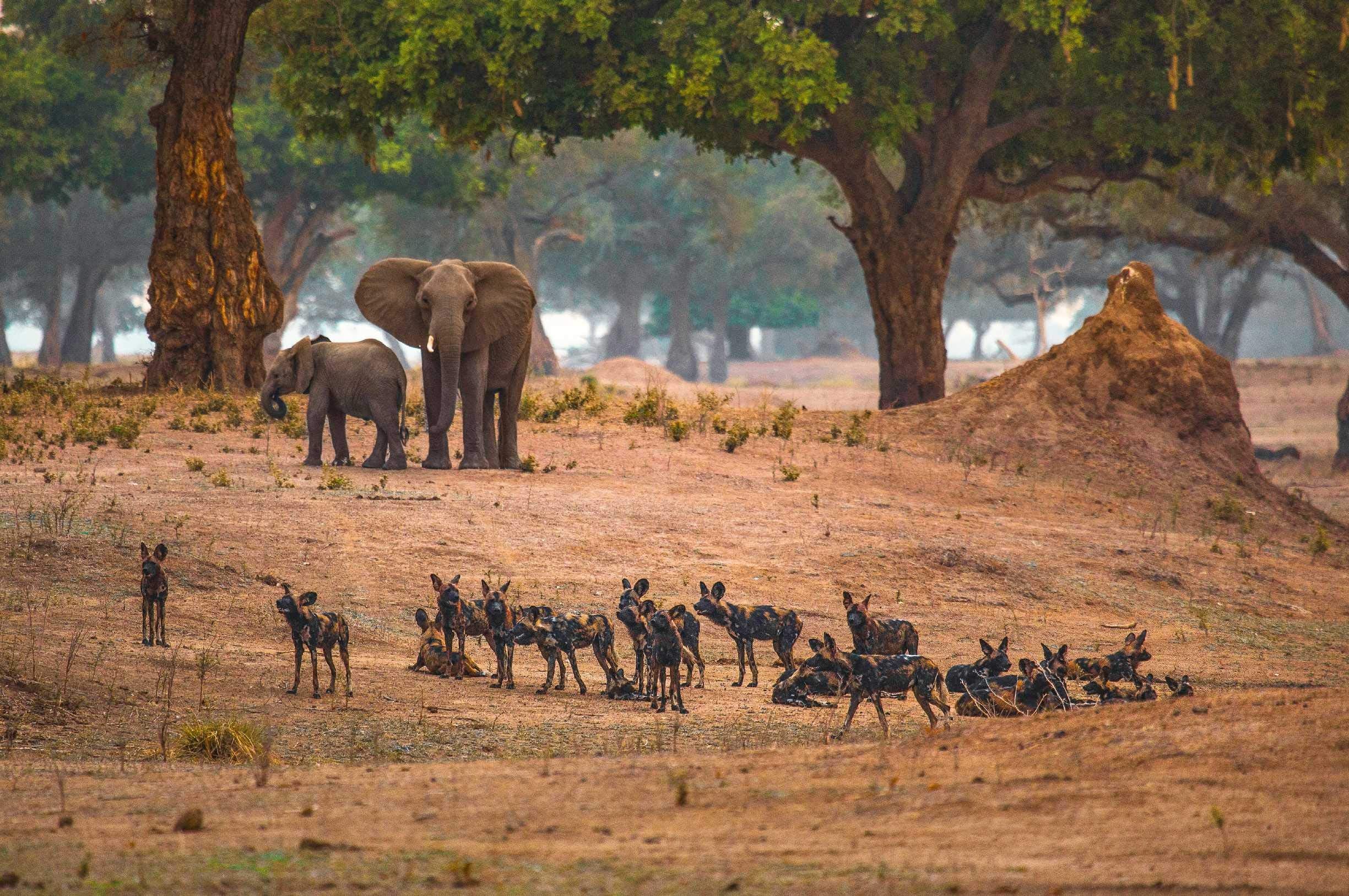 Dynasties The Rise and Fall of Animal Families Stephen Moss David Attenborough
