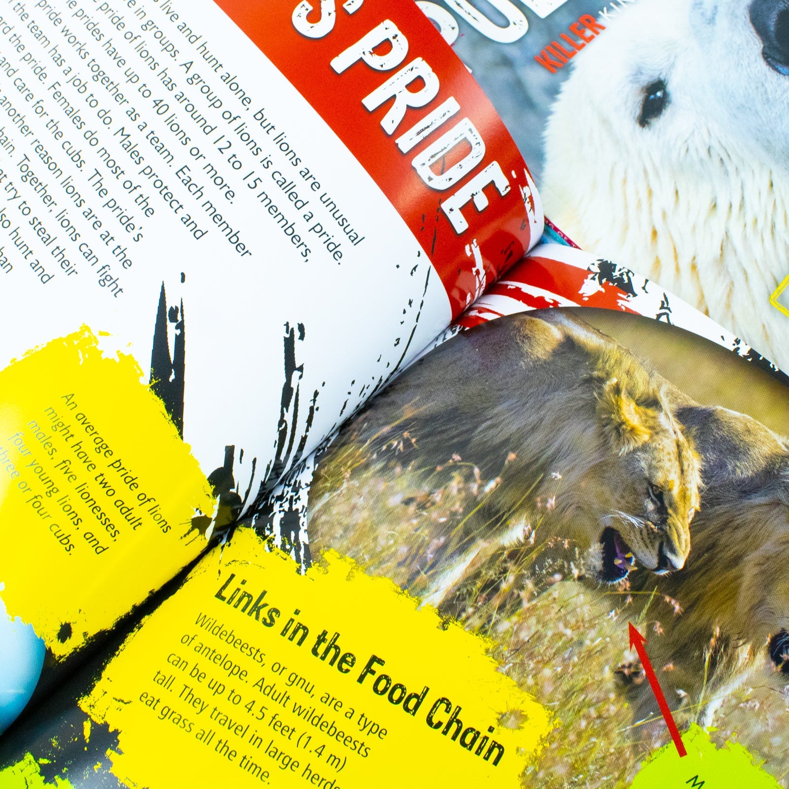 National Geographic Kids Mega 24-Book Set- Predators, Earth Science & Ecosystems - Fun Nonfiction STEM Books for Curious Kids