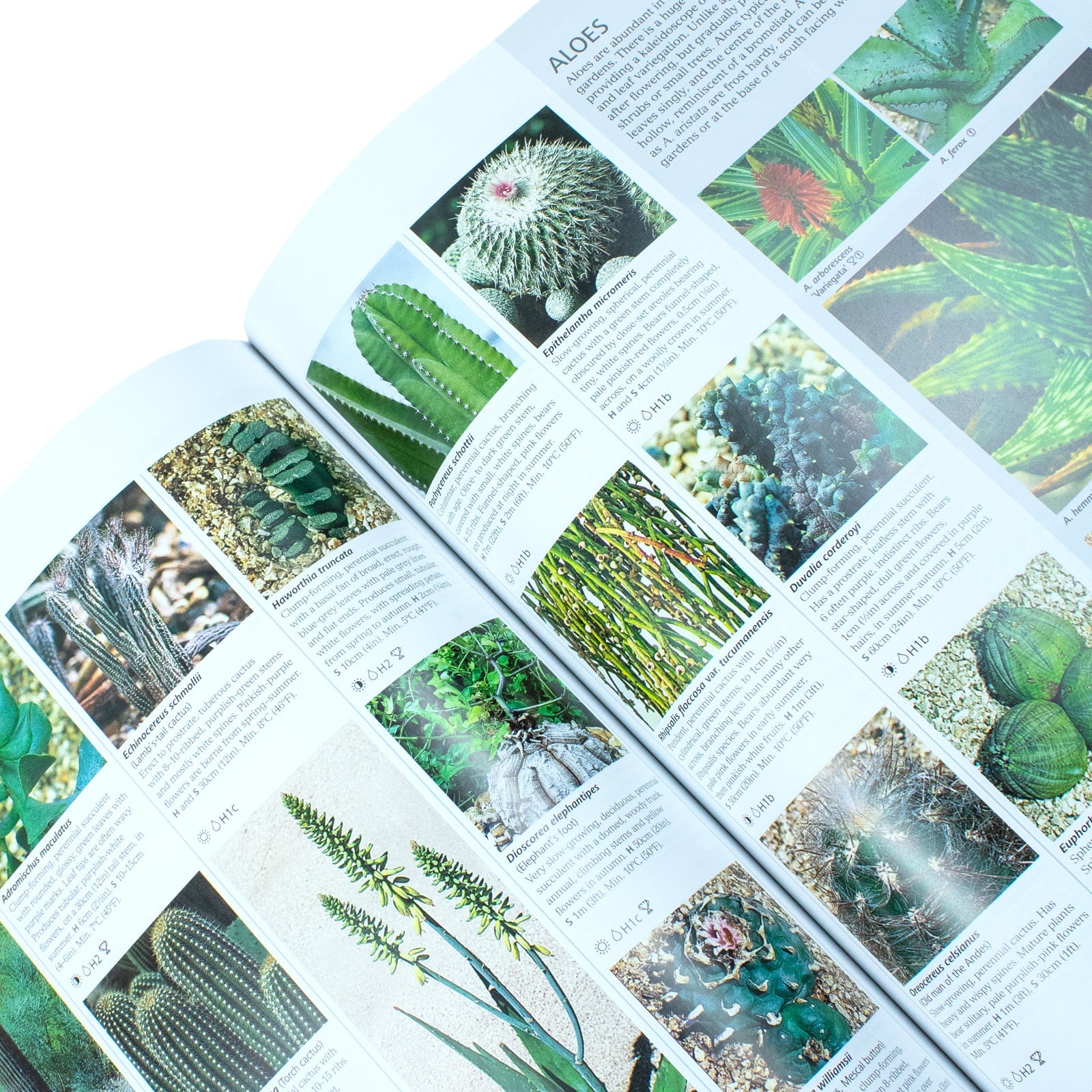 RHS Encyclopedia of Plants and Flowers by Christopher Brickell | Ultimate Gardening Book for Plant Care, Garden Design, Horticulture & Flower Guide