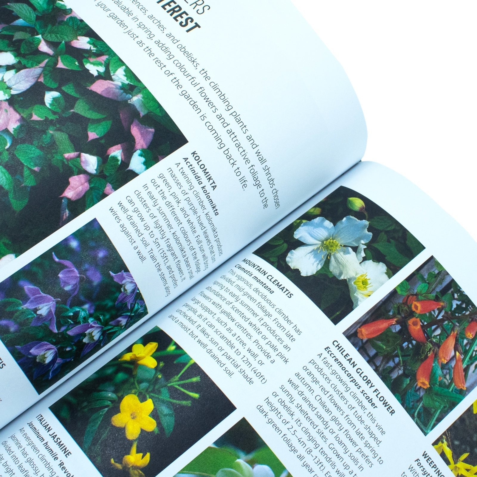 RHS How to Garden When You're New to Gardening, The Basics for Absolute Beginners, Perfect for beginners