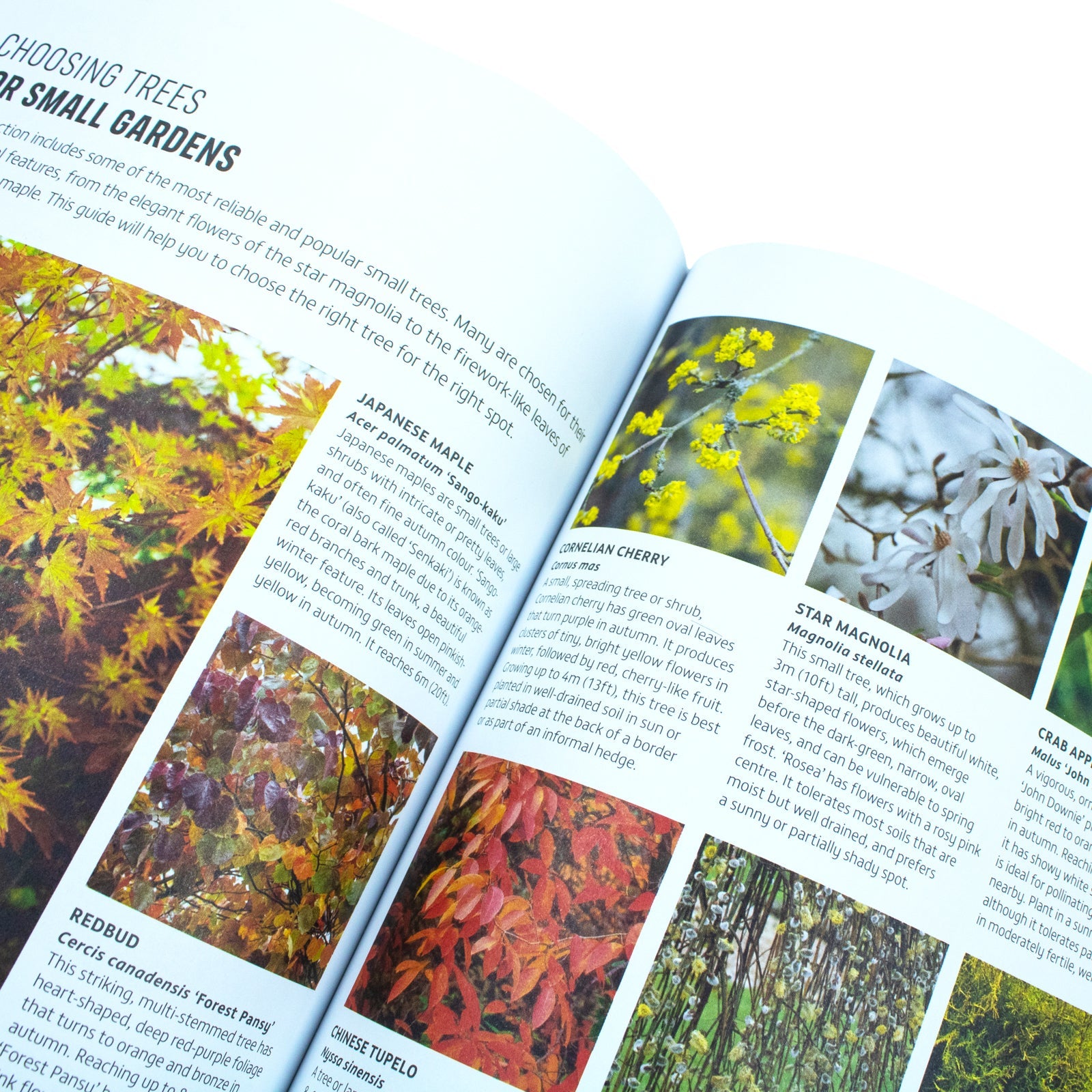 RHS How to Garden When You're New to Gardening, The Basics for Absolute Beginners, Perfect for beginners