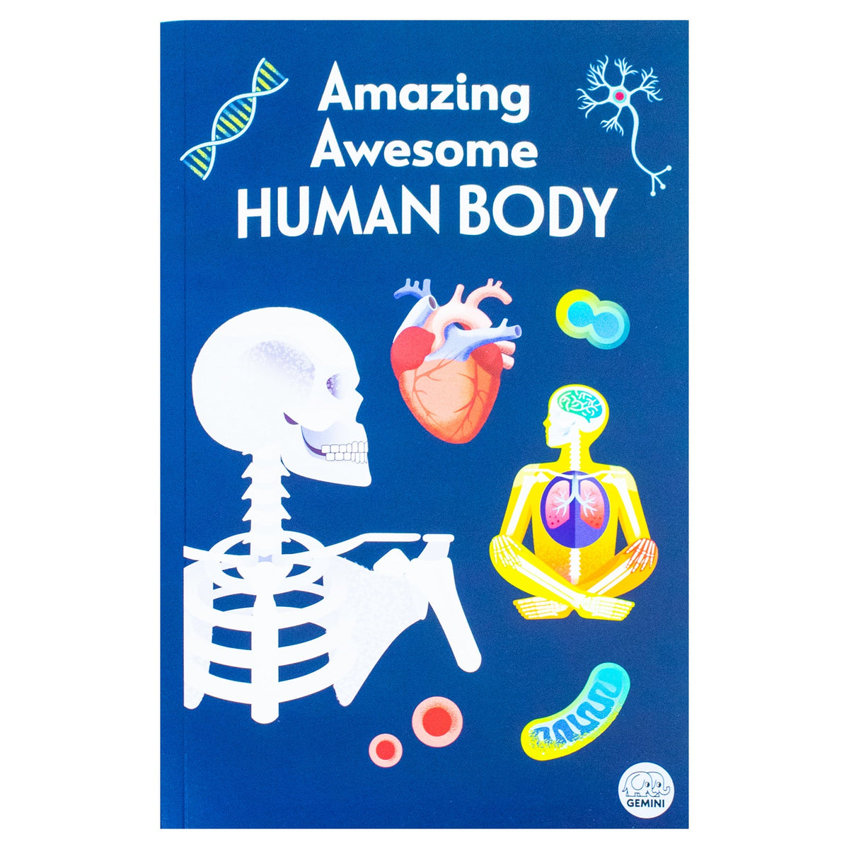 Amazing Awesome Human Body (Ignite STEM Book + Model Kit) Board Book By Susan Mayes