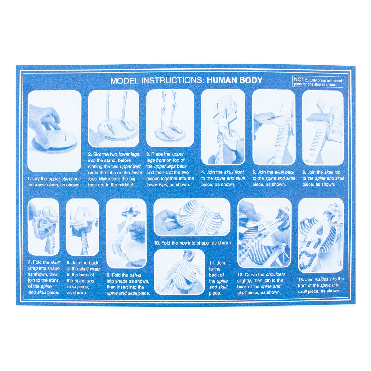 Amazing Awesome Human Body (Ignite STEM Book + Model Kit) Board Book By Susan Mayes