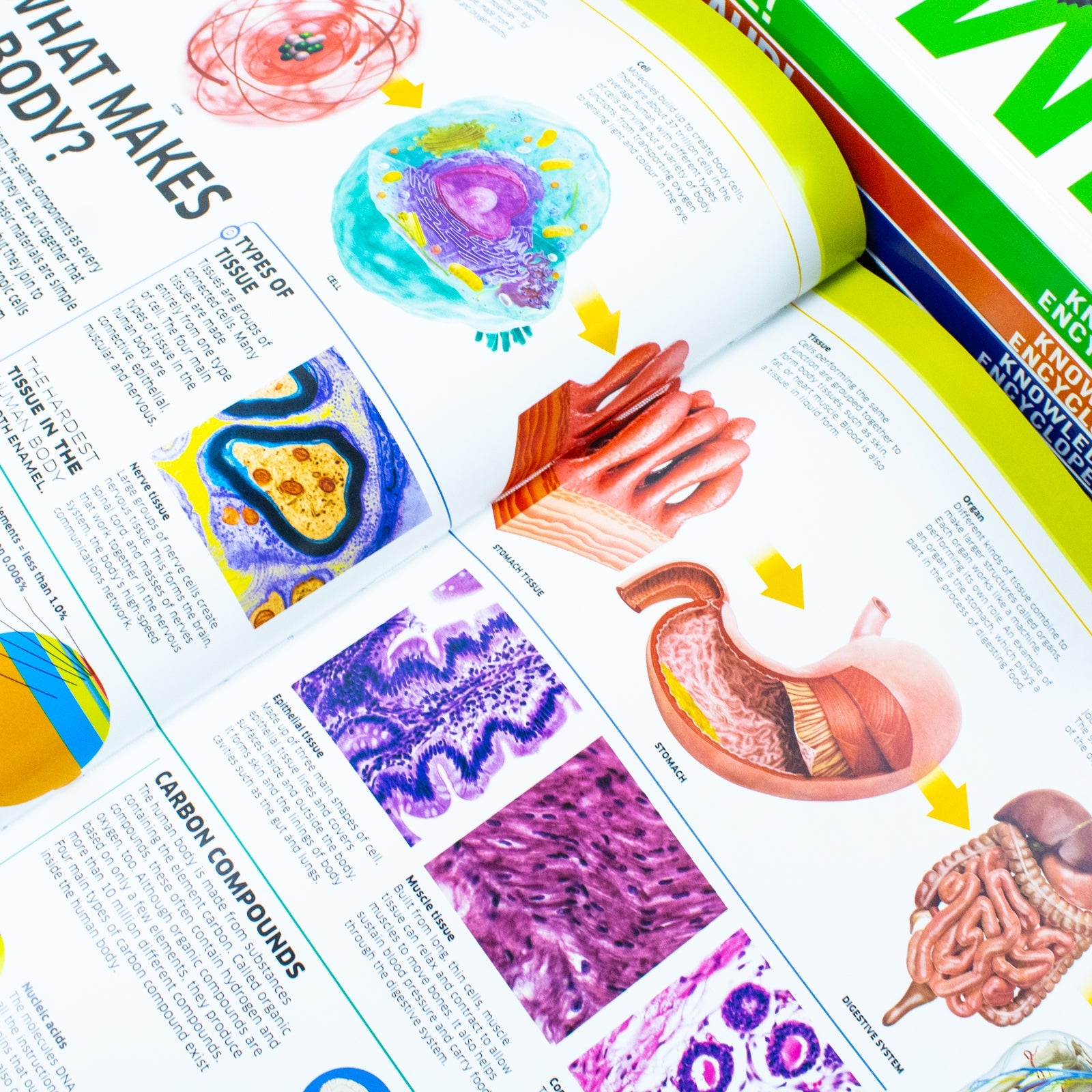 DK Knowledge Encyclopedias 5-Book Collection | Educational & fun set for kids – science, space, human body, animals, dinosaurs, STEM learning