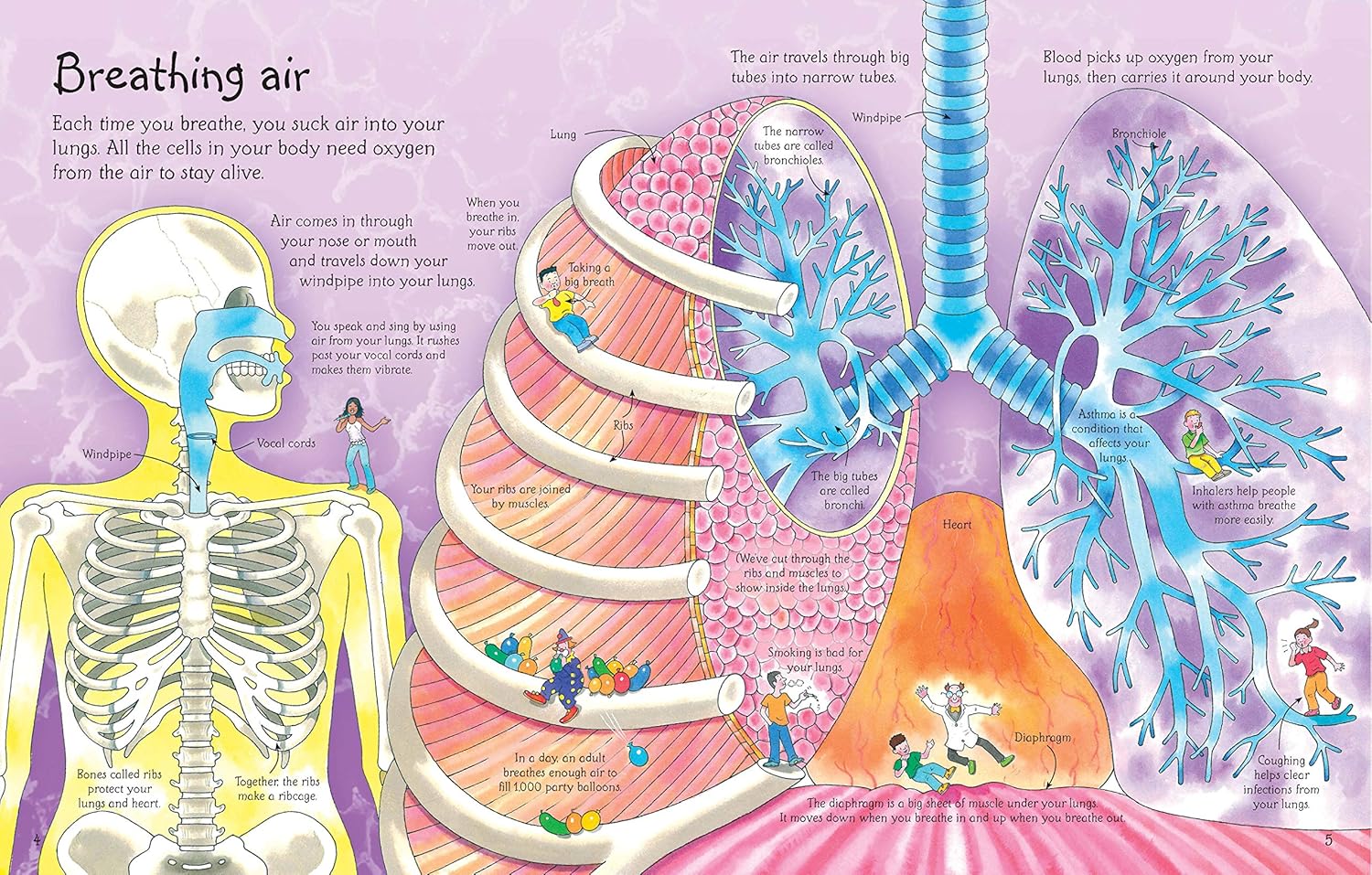 See Inside Your Body (Usborne Flap Books) (Usborne See Inside) By Katie Daynes