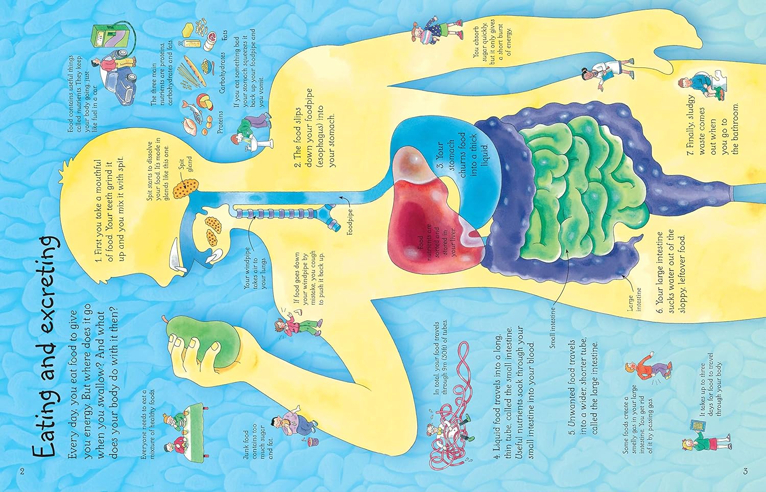 See Inside Your Body (Usborne Flap Books) (Usborne See Inside) By Katie Daynes