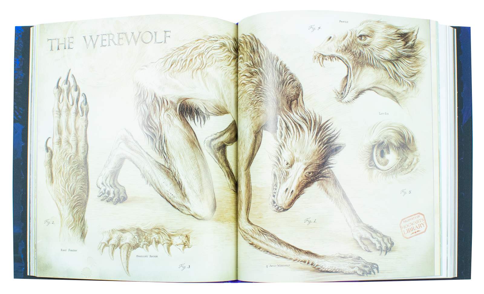 Harry Potter and the Prisoner of Azkaban, Illustrated Edition by J.K. Rowling, (Hardback)