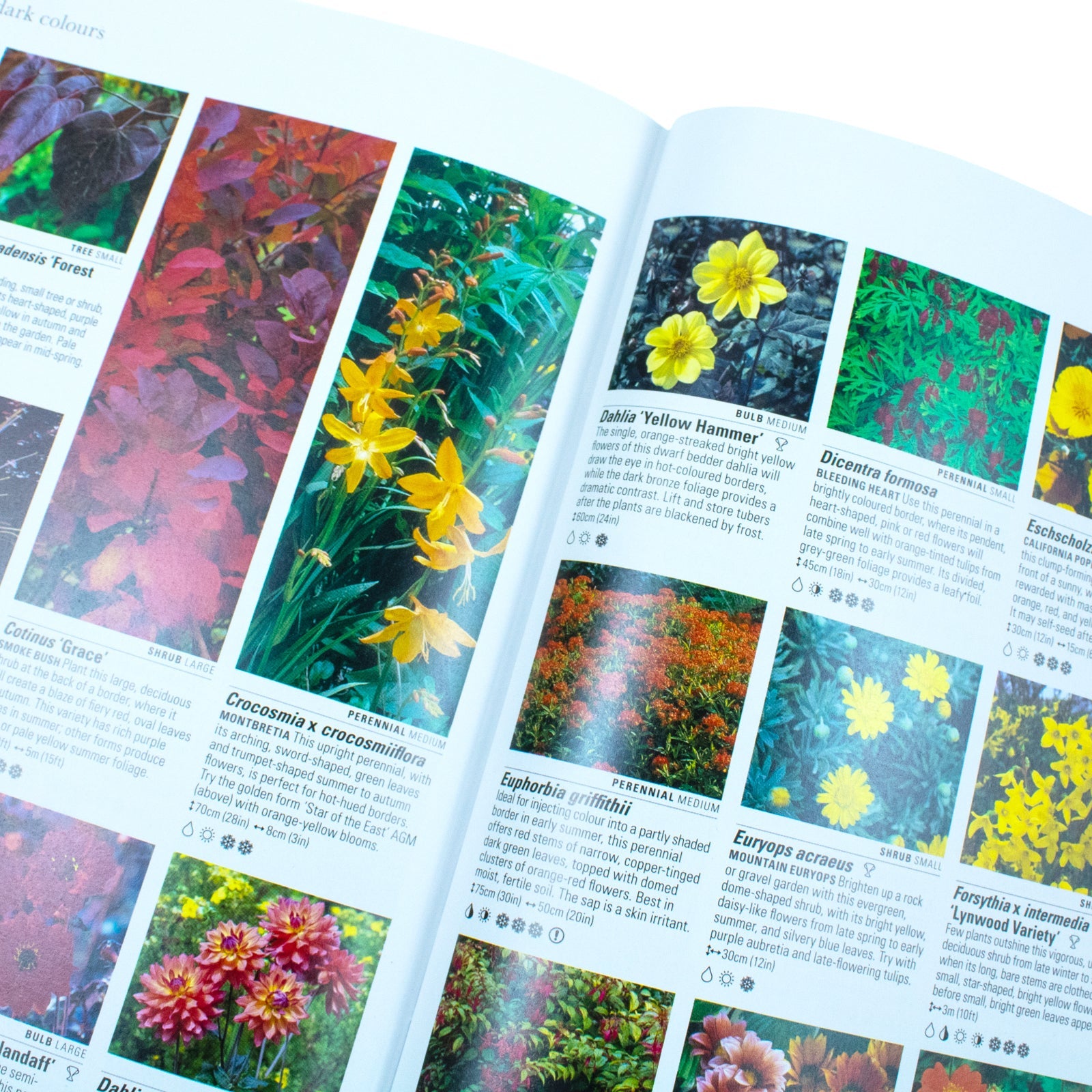 Discover RHS What Plant Where Encyclopedia - Essential Gardening Guide for 12+ Years - Explore Plants, Gardening Tips & Expert Advice Book