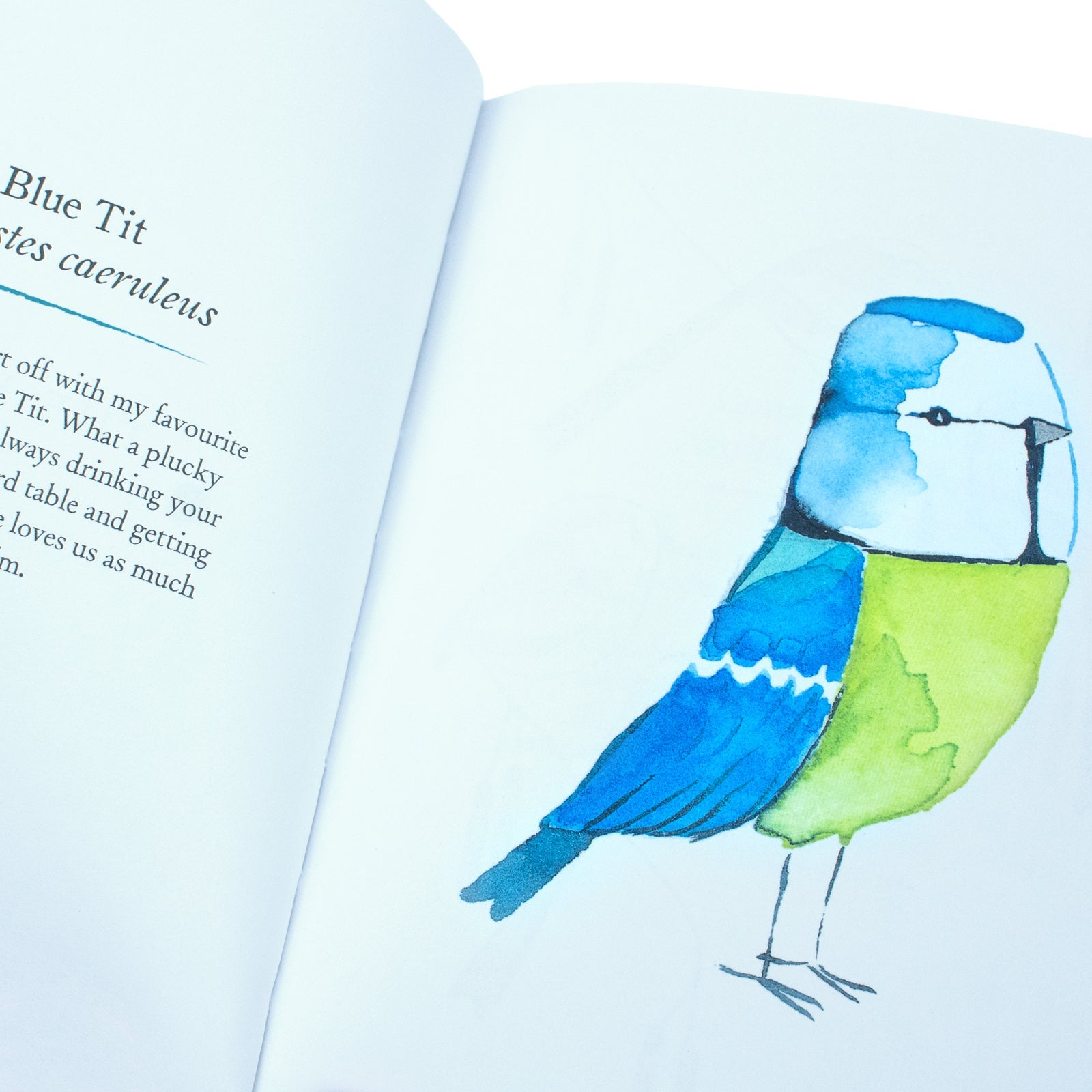 Our Garden Birds: A Stunning Illustrated Guide to the Birdlife of the British Isles by Matt Sewell | Nature, Wildlife & Birdwatching Book for All Ages