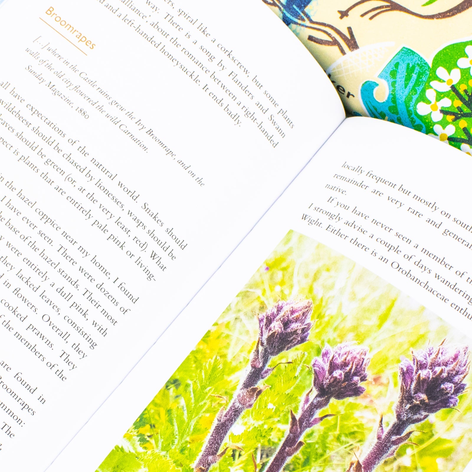 John Wright 2 Book Set: The Observant Walker & A Spotters Guide to Countryside Mysteries – Discover Natures Hidden Secrets & Mysteries (Hardback)