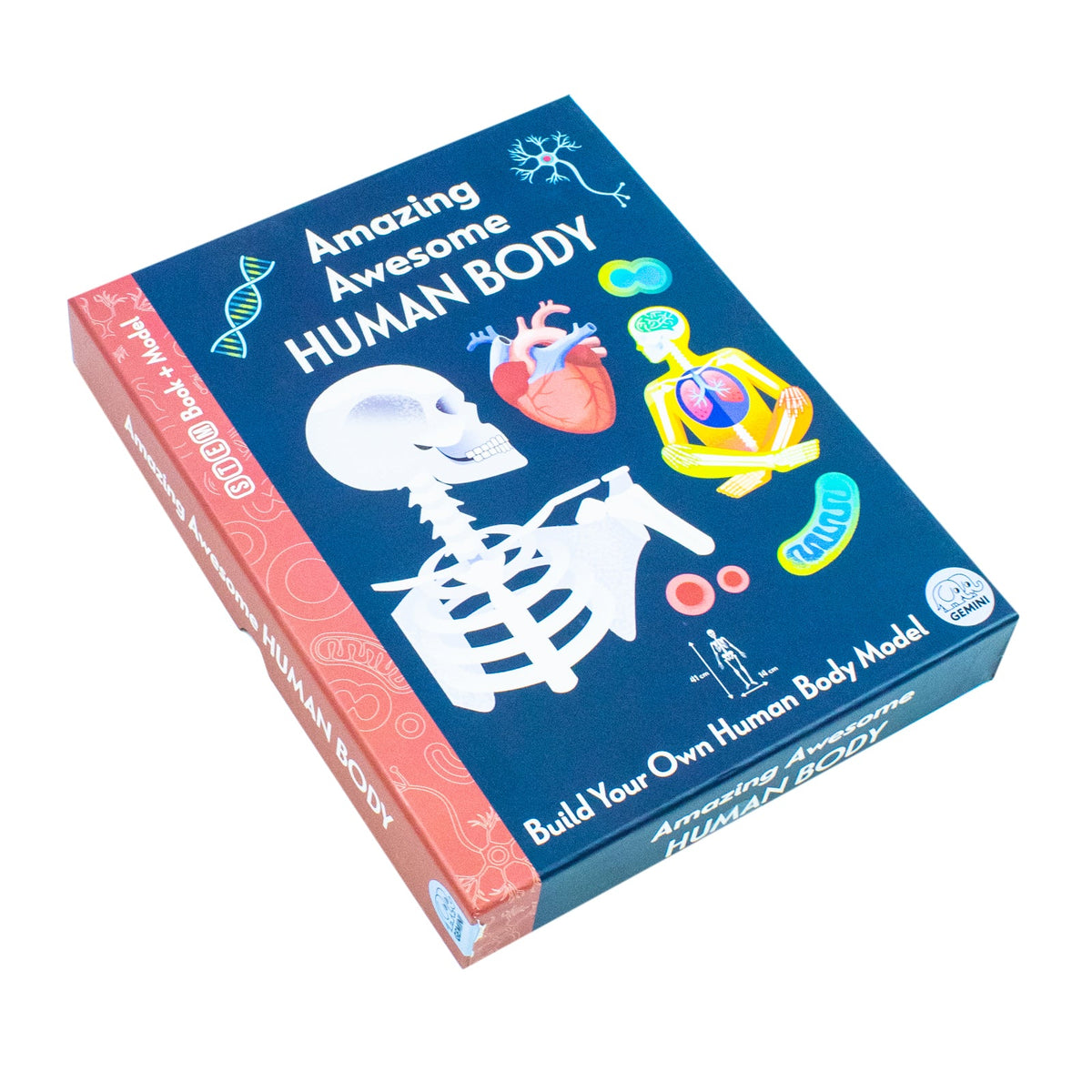Amazing Awesome Human Body (Ignite STEM Book + Model Kit) Board Book By Susan Mayes