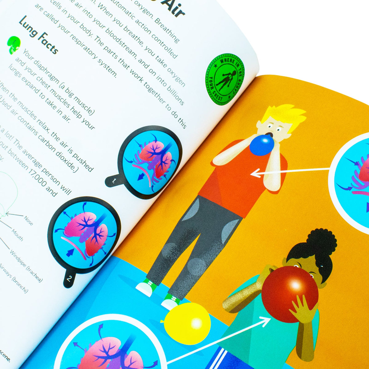 Amazing Awesome Human Body (Ignite STEM Book + Model Kit) Board Book By Susan Mayes