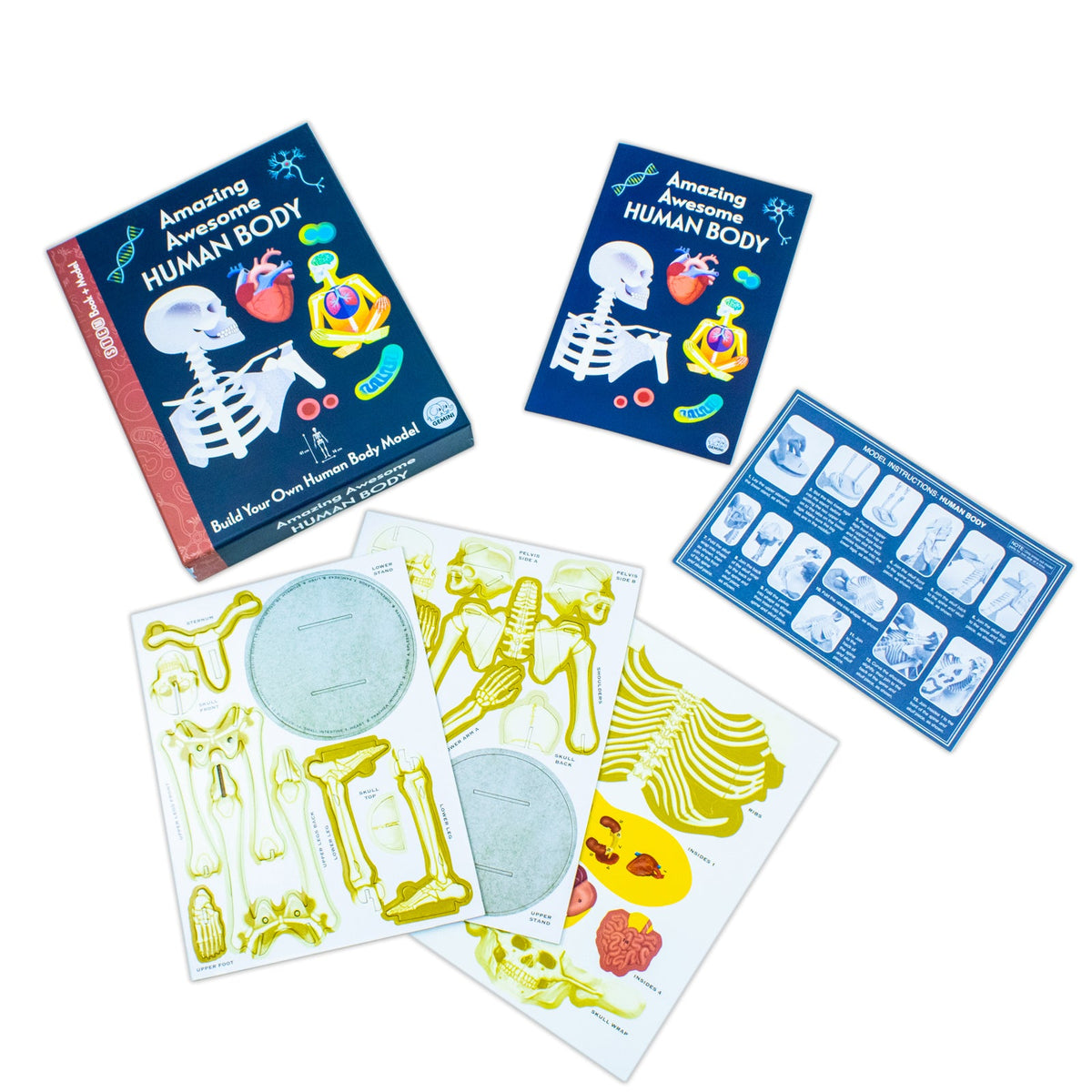 Amazing Awesome Human Body (Ignite STEM Book + Model Kit) Board Book By Susan Mayes