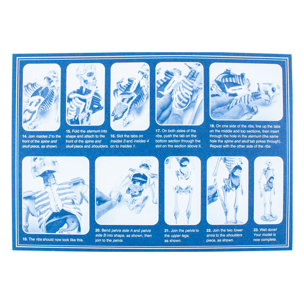 Amazing Awesome Human Body (Ignite STEM Book + Model Kit) Board Book By Susan Mayes