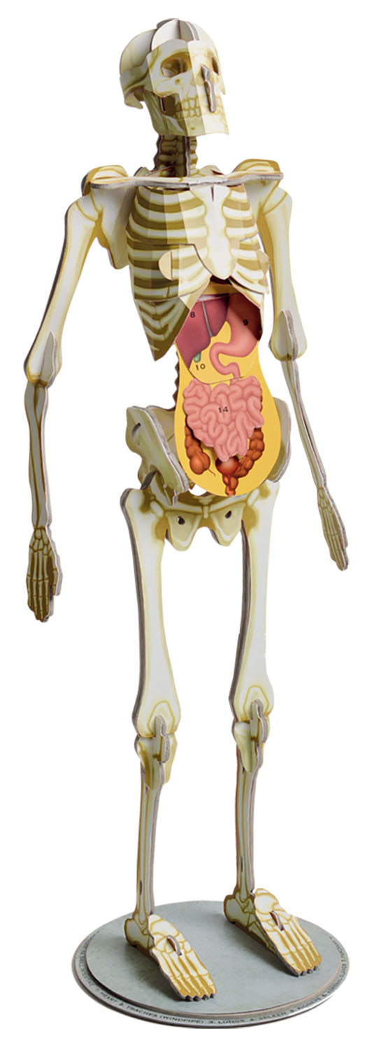 Amazing Awesome Human Body (Ignite STEM Book + Model Kit) Board Book By Susan Mayes